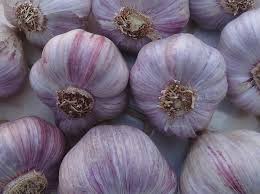 Garlic